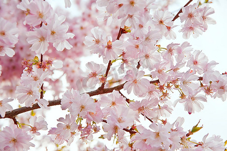 可爱明亮高调的春花树细节意象