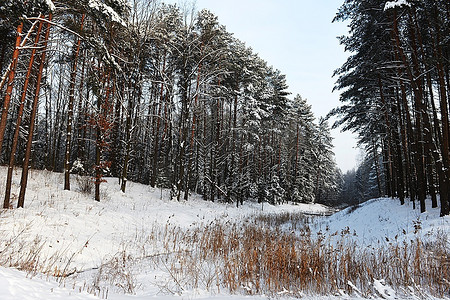 冰冻的河边，白雪覆盖着松树。冬天的风景。