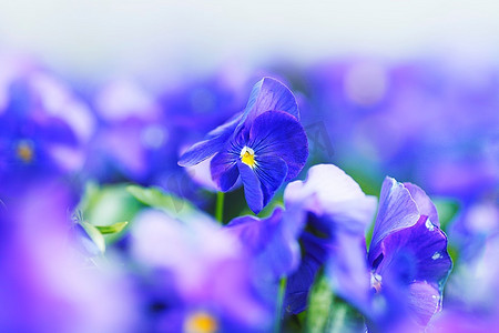 蓝色紫罗兰在花园特写花卉三色堇白色背景上的紫堇花三色堇紫罗兰美丽