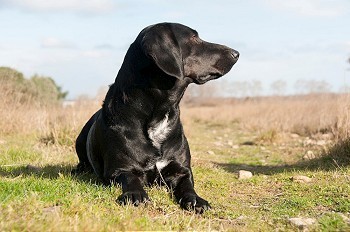 一只黑色猎犬坐在