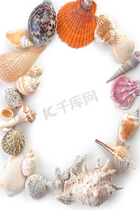 许多海螺躺在白色的表面上