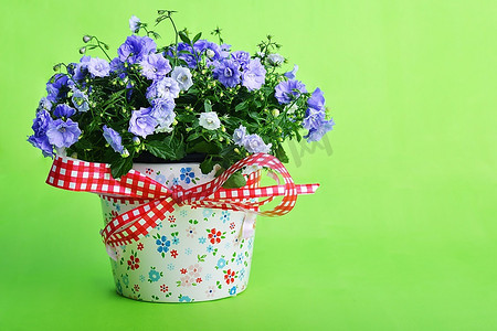 绿色背景下花盆中的蓝色风铃花