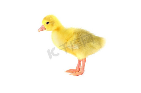 小鸭摄影照片_白色上孤立的黄色毛茸茸的小鸭