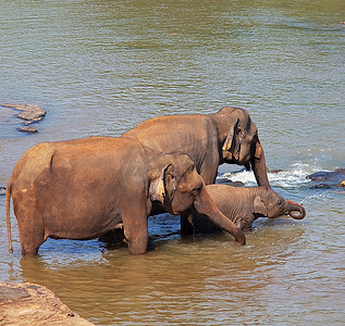 大象大全摄影照片_斯里兰卡的大象