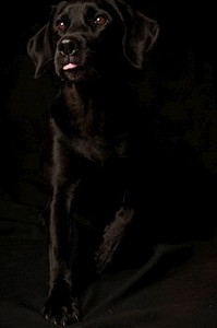画室里的一只狗的肖像，孤立在黑色背景上