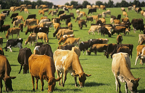 绿色牧场上的泽西奶牛