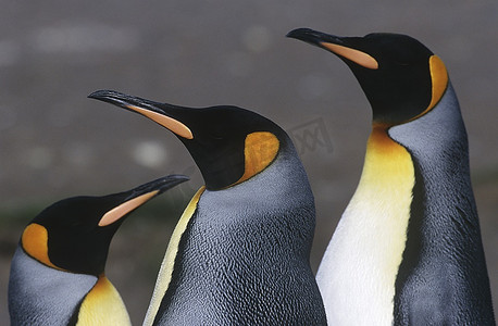英国，南乔治亚岛，三只王企鹅，特写