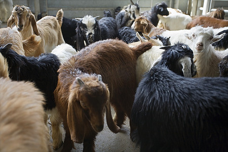 阿拉伯联合酋长国迪拜，山羊在布尔迪拜的Shindagha市场出售