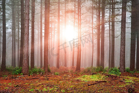 秋天浓雾密布的森林景观阳光穿透树木