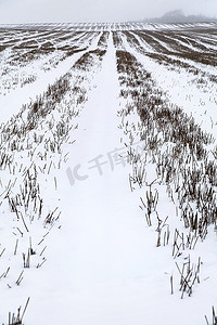 英格兰肯特郡积雪覆盖的田野。