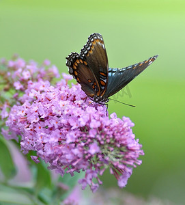 紫色闪粉摄影照片_蝴蝶丛林上的红斑紫色上将蝴蝶