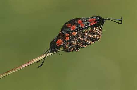 天猫理想生活摄影照片_一对交配的昆虫，特写镜头