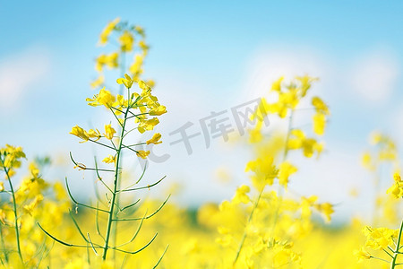 油菜花和黄色田野的照片
