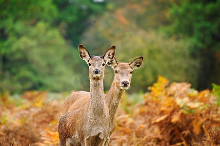 鹿摄影照片_充满活力的秋天形象--马鹿在森林里做