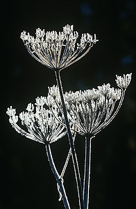 杨梅科植物上的霜冻