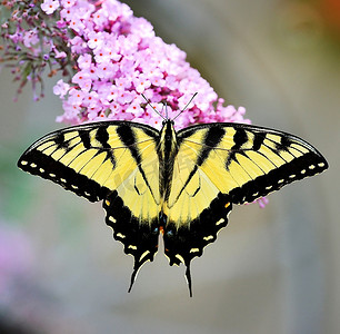 玫红蝴蝶结摄影照片_紫蝶丛上的东虎燕尾蝴蝶