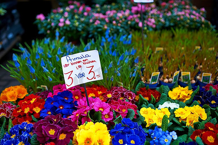 阿姆斯特丹摄影照片_阿姆斯特丹花卉市场关闭细节