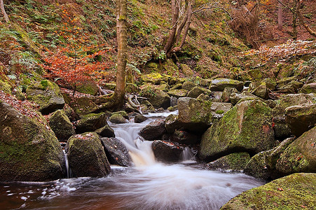 穿过派克区帕德利峡谷的白贝奇溪树园林景观