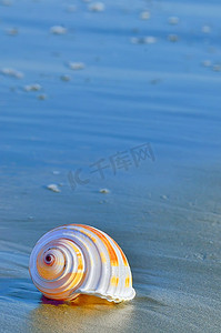 夏天的时间摄影照片_贝壳在海滩上与反射在夏天的时间
