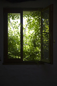 窗户后面的灌木丛