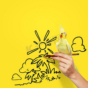 鹦鹉坐在手上卡通动漫人物图画