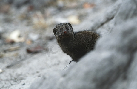 矮猫鼬（Helogale parvula），选择性焦点