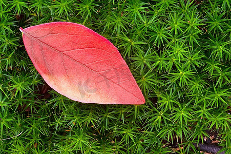 色彩植物摄影照片_秋天的美丽意象--植物和树叶的自然色彩