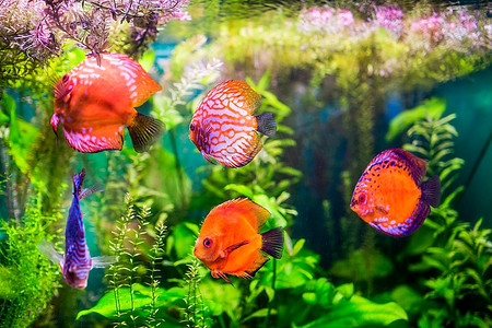 绿色背景下水族馆中的铁饼鱼