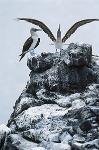 厄瓜多尔，加拉帕戈斯群岛，岩石上的两只蓝脚宝贝们