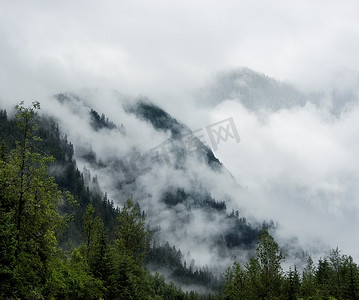 第一章摄影照片_第一千一百零八章山上的云雾笼罩松树