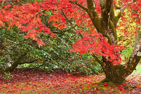 秋天的美丽意象--植物和树叶的自然色彩