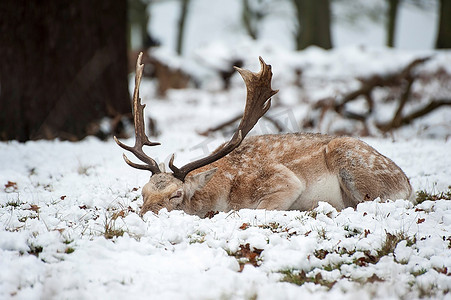 冬季积雪森林景观中的休闲鹿形象