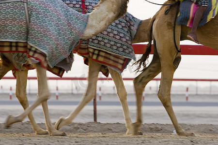 迪拜，阿联酋，Nad Al Sheba骆驼赛马场训练中骆驼跑的模糊运动