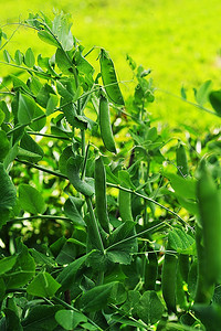 在花园里生长的豌豆植物。豆荚豌豆