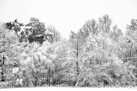 圣诞树木摄影照片_美丽的风景闪闪发光的霜和雪覆盖的树木