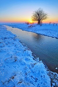 冷淡摄影照片_孤独的冬树