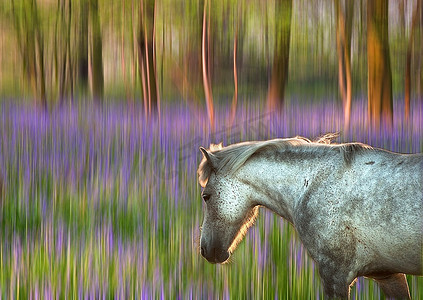梦幻风格的背光小马穿过运动模糊的蓝铃木