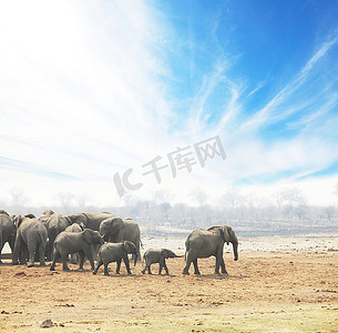 非洲森林摄影照片_大象