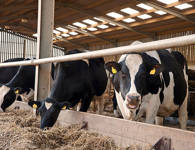 挤奶摄影照片_在农场的挤奶棚里等待挤奶的奶牛
