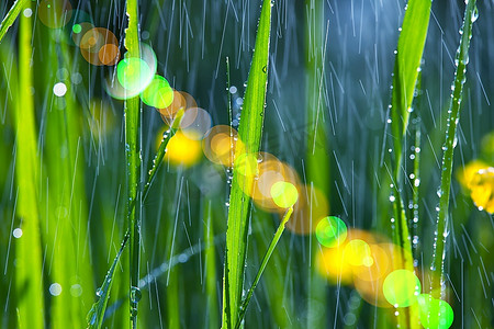 花园里的雨