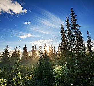 森林光芒摄影照片_森林里的阳光光芒
