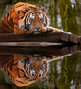 温暖的日子里的老虎工艺品放松的老虎在水中的倒影