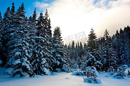 下雪的森林摄影照片_山里的冬林