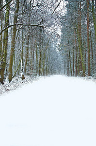 美丽的穿过森林的小路，地上有初雪