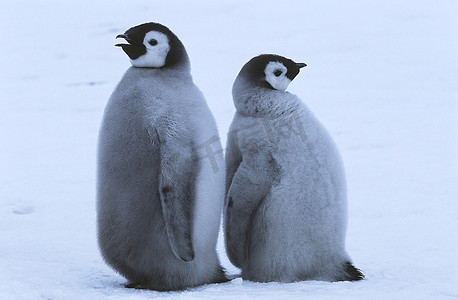 两只年轻的帝企鹅背靠背站着