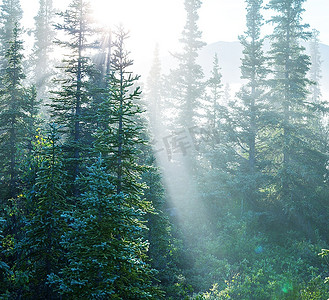 森林里的阳光光芒