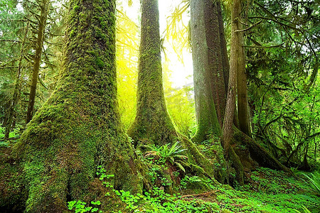 森林光芒摄影照片_森林里的阳光光芒