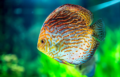 绿色背景下水族馆中的铁饼鱼