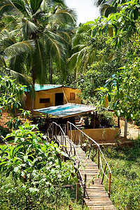密集树叶摄影照片_绿色丛林在斯里兰卡