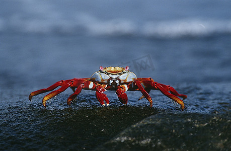 厄瓜多尔，加拉帕戈斯群岛，Sally LightFoot Crab on Rock，特写